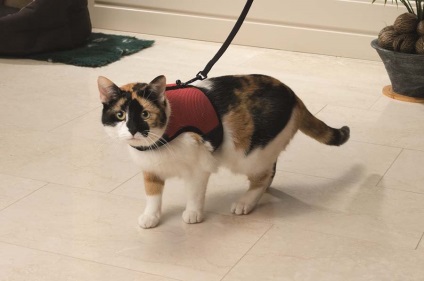 Csak szelíd macska, de hogyan kell tanítani, hogy járni a hám, készen áll, hogy járni egy macska