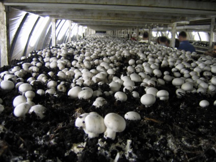 Ipari gombák termesztésére