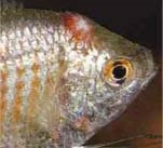 Dülledt szemű halak tüneteket, kezelése és megelőzése