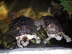 A szaporodási krasnouhih teknősök fogságban