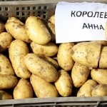 Receptek burgonyát egy serpenyőben, kartofan (edények) Receptek burgonyával egy serpenyőben, kartofan