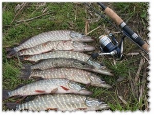 Fishing in May (halászat) Horgászat május