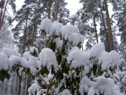Rhododendron - felkészülés a téli