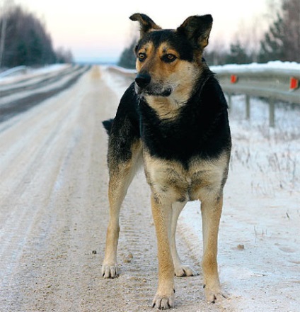 Magyar Hachiko, blogjában