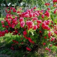 Rosa floribunda és hibrid tea fajták tubarózsa