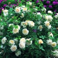 Rosa floribunda és hibrid tea fajták tubarózsa