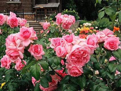 Floribunda fotók és leírások a népszerű fajták, különösen ültetés és gondozás a nyílt terepen,