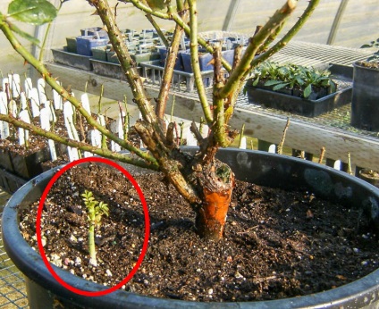 Rose fajul vad rózsa, mit kell csinálni (kivéve a rózsa) Rose fajul vad rózsa, mit kell tenni