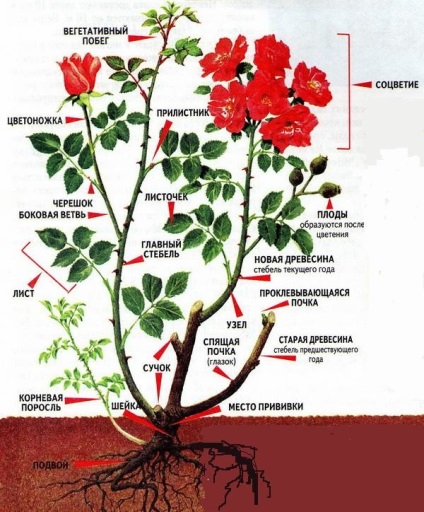 Rose fajul vad rózsa, mit kell csinálni (záró) Rose fajul vad rózsa, mit kell tenni