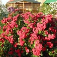 Rose fordult, mi köze vadrózsa bokrok (csinálni) Rose lett vadrózsa bokor, mit kell tenni
