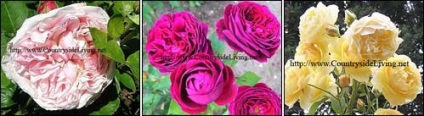 Roses a kertemben (elment egykori tulajdonosok) Roses a kertemben