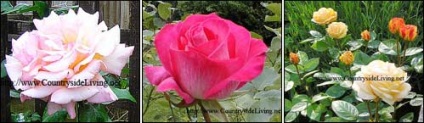 Roses a kertemben (Rose) Roses a kertemben