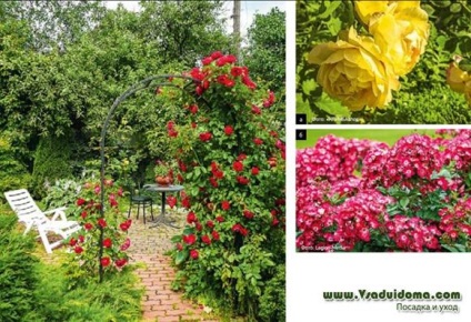 Rózsák a kertben (fotó) - tippeket ellátás, a helyszínen a kertben, ház és a szobanövények