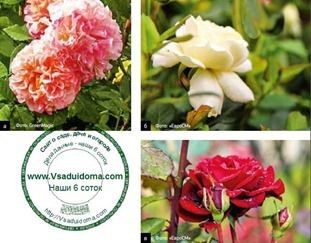 Rózsák a kertben (fotó) - tippeket ellátás, a helyszínen a kertben, ház és a szobanövények