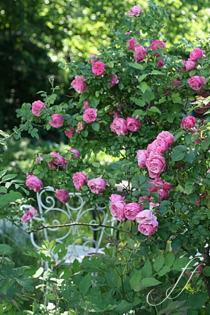 Rózsák a kertben és a ház körül 50 izgalmas ötleteket ihlet!