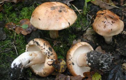 Blewits nyár (podtopolnik), amely növekszik, ha gyűjtő