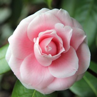Kert Camellia faj és fajta, Camellia, ültetés, gondozás, művelés