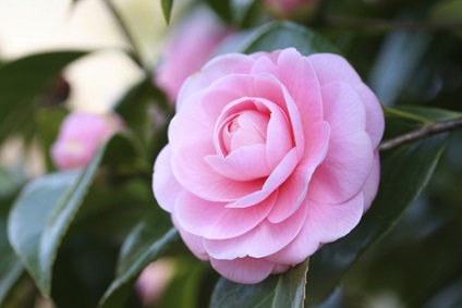 Kert Camellia faj és fajta, Camellia, ültetés, gondozás, művelés