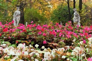 Garden a magyar stílus - online magazin „Living Forest”