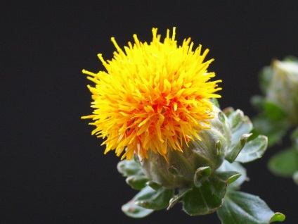 Pórsáfrány növények leírás, használatra, termesztés (pórsáfrány növény használata) Safflower növények leírása, használata, termesztés