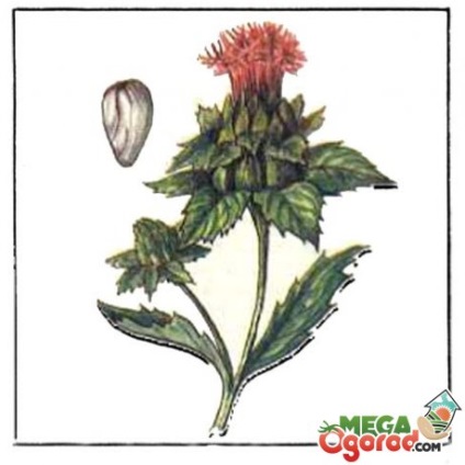 Safflower jellemzőit és a titkok a növekvő növények (növények) Safflower jellemzőit és a titkok növényi növekedés