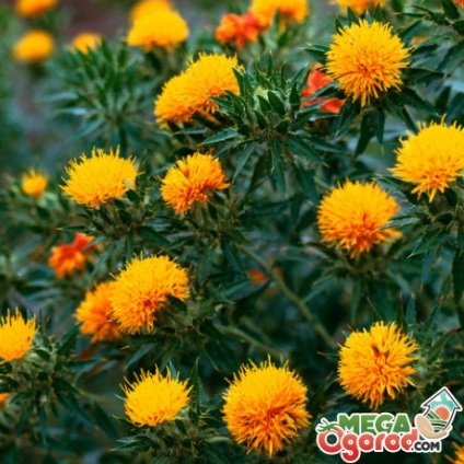 Safflower jellemzőit és a titkok a növény növekedésének (sáfrány) Safflower jellemzőit és a titkok növényi növekedés