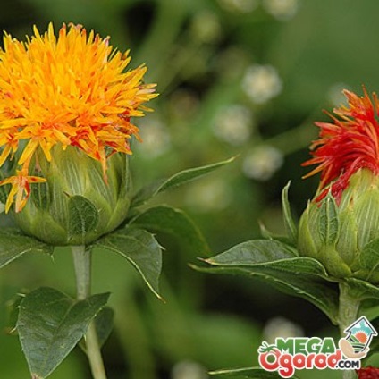 Safflower jellemzőit és a titkok a növény növekedésének (sáfrány) Safflower jellemzőit és a titkok növényi növekedés