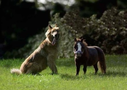 A legkisebb ló a világon - Tambelina (kevesebb) A legkisebb ló a világon - Tambelina