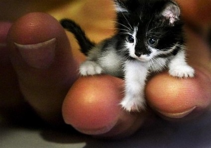 A legkisebb fajta macskák, akik a legkevésbé