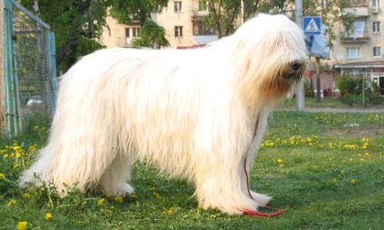 A legnagyobb kutyafajták a világon, fotók, videók és leírás (a világ) A legnagyobb kutyafajták a világon, fotók, videók és leírás