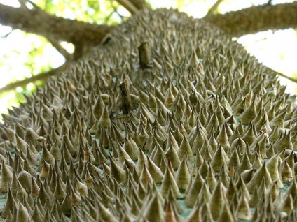 A legfurcsább fák a világon - News képekben