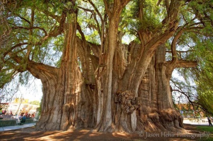 A legfurcsább fák a világon - News képekben