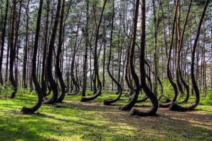 A legszokatlanabb a világon a fa (legszokatlanabb fák) A legszokatlanabb fa a világon