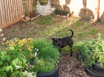 Érintsd kertben a kutyák, élünk! Segélyhivatala idősebb kutyák és kutyák a fogyatékkal élő