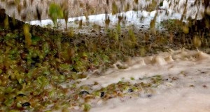 Kolesnichenko nővére a projekt után vette fel az ügyet újabb részletek (testvér Kolesnichenko után a projekt) Kolesnichenko nővére a projekt után vette fel az ügyet újabb részletek