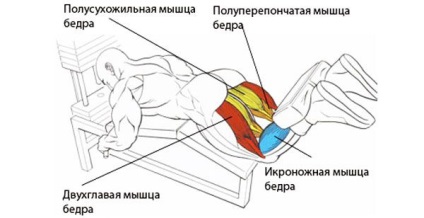 Hajlítás a lábak fekvő - Tanulmány a combcsont (hajlító) fekvő láb fürtök - tanulmány megbénít