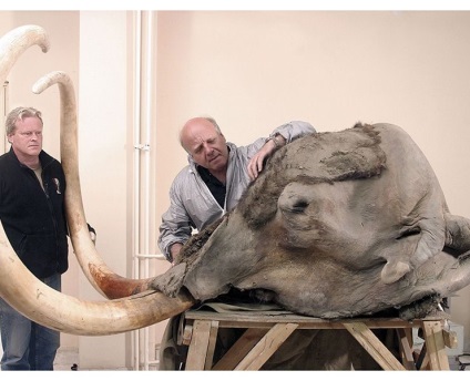 Gyapjas mamut leírás, elterjedési területén, mikor és milyen kipusztult (szubkután zsírréteg) Gyapjas mamut leírás, elterjedési területén, amikor és amit kipusztult
