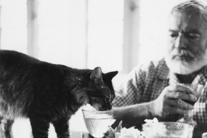 Hat orrú macskák Ernest Hemingway - farkú kerékpárok (Ernest) Hat orrú macskák Ernest Hemingway - farkú kerékpárok