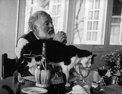 Hat orrú macskák Ernest Hemingway - farkú kerékpárok (cat) Hat orrú macskák Ernest Hemingway - farkú kerékpárok