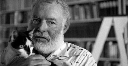 Hat orrú macskák Ernest Hemingway - farkú kerékpárok