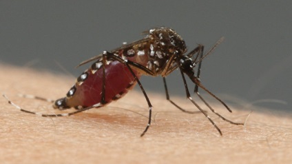 Hat vékony tűket - kutatók videóra szúnyog vért iszik