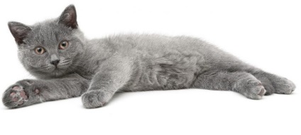 Scottish Fold - fajta standardokat (szürke haj) Scottish Fold - fajta standardokat