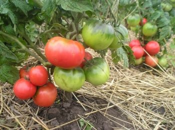 Stam paradicsomfajta nyitott mező (Stam) Stam fajták tomato szabadföldi