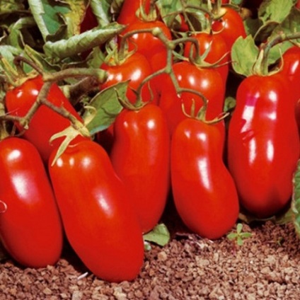 Stam paradicsomfajta nyitott mező (paradicsom) Stam fajták tomato szabadföldi