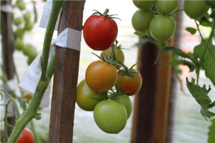 Stam paradicsomfajta nyílt terepen (grade) Stam fajták tomato szabadföldi