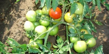 Stam fajták tomato szabadföldi