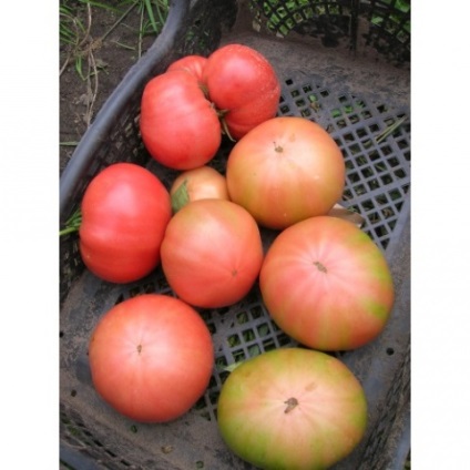 Stam paradicsomfajta nyílt terepen (talaj) Stam fajták tomato szabadföldi