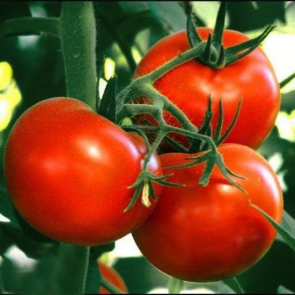 Stam paradicsomfajta nyílt terepen (grade) Stam fajták tomato szabadföldi