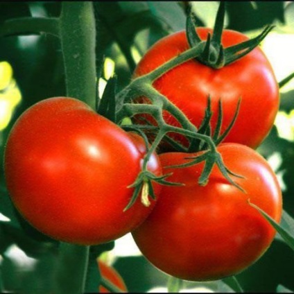 Stam fajták tomato szabadföldi