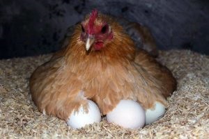 Hány tojó ül a tojásokon, és hogyan megy végbe ez a folyamat